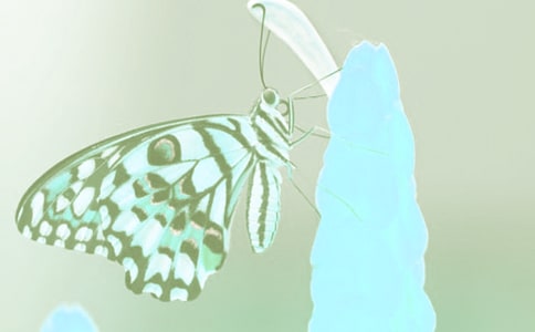 ��ֲ��Ĺ۲��ռ�