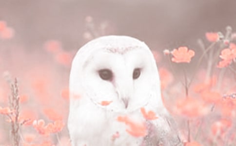 ��ֲ��۲�����