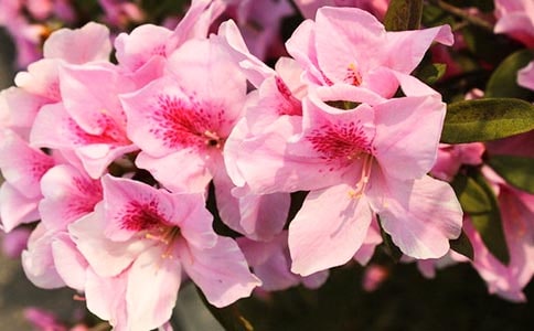 美丽的杜鹃花作文