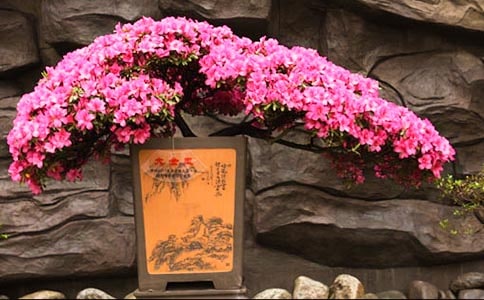 美丽的杜鹃花作文350字