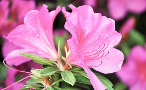 关于杜鹃花的作文6篇