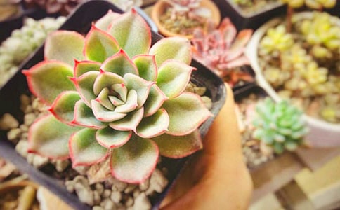 ���ڶ�������ģ�ͨ��16ƪ��