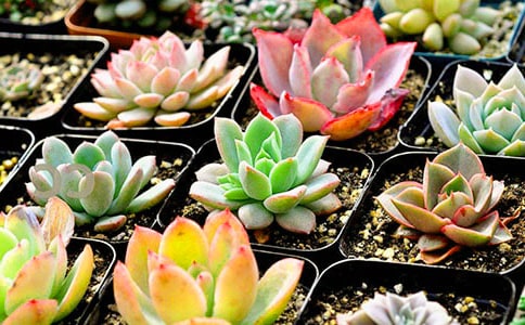 �۲��������ռǷ���