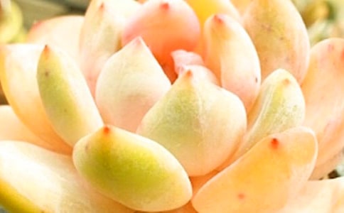 多肉的日记15篇