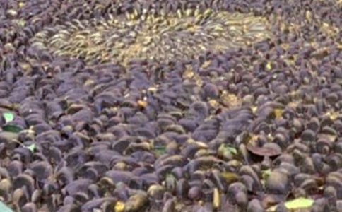 我是一颗鹅卵石作文850字(通用15篇)