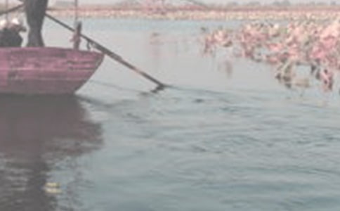 �ƺ��������ġ���ѡ��