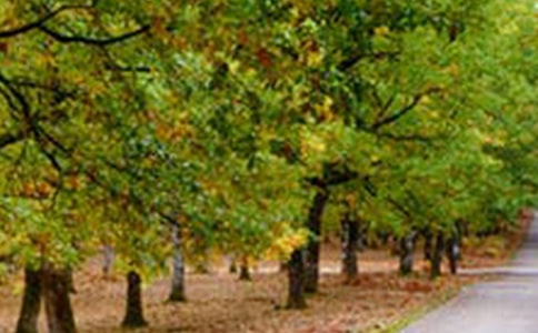 河南省嵖岈山风景区导游词