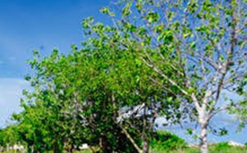 ��ɽ�羰�����δ�6ƪ