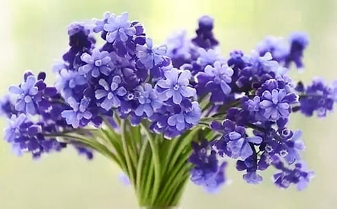 风信子成长记作文