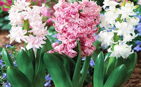 ����������[��Ʒ]