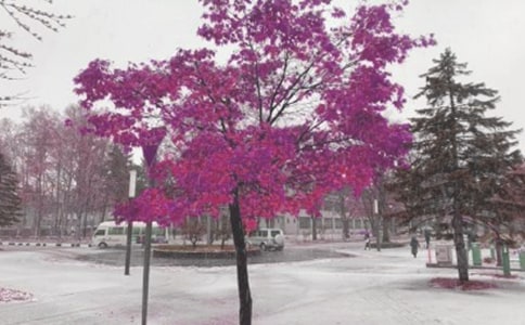 ����ѩ_550��