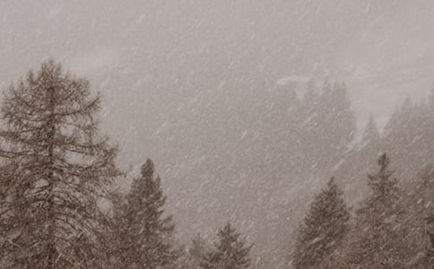 ҹ����ѩɢ��