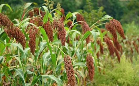 《高粱情》教学设计