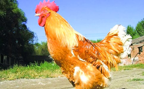 �ö��Ĺ�������