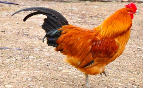 好斗的公鸡作文600字六年级(精选51篇)