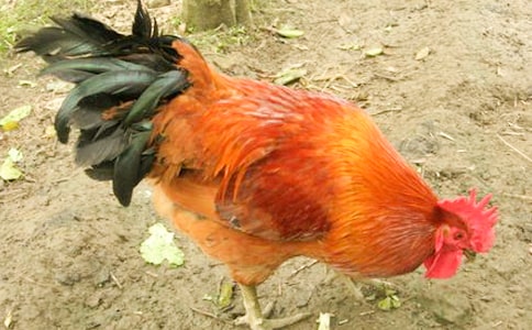 (�ϼ�)������������