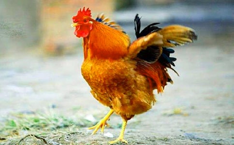 《艳丽的大公鸡》教案设计(通用10篇)