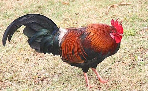 童趣:一只大公鸡,天天在这里, 晚上不进笼,早上也不啼(打一植物)