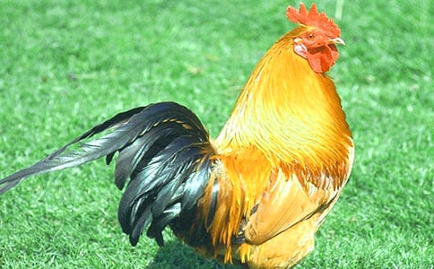 ��С������СѼ�ӡ�