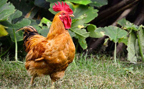 公鸡借耳朵教案范文