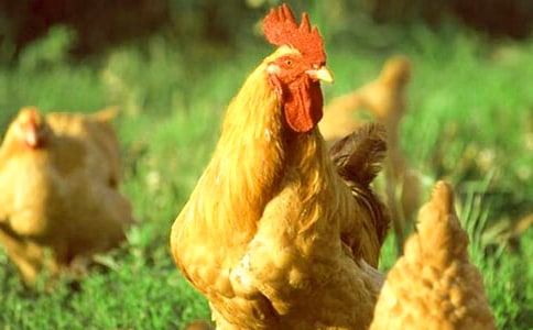 �����Ĵ󹫼�����