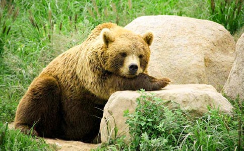 �и���������Ӣ������4ƪ