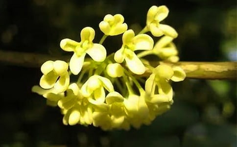 【热门】桂花优秀作文400字3篇