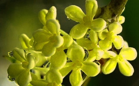 桂花优秀作文合集五篇