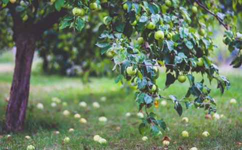 【推荐】果园优秀作文6篇