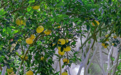 ���ڹ�԰����