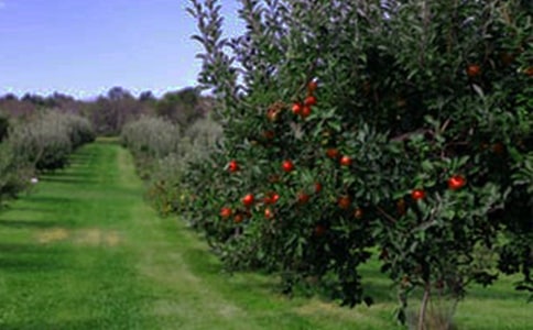 С��԰����