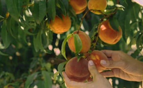 ʵ�õĹ�԰����300��