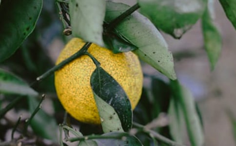 ��ѡ��԰����������ƪ