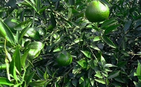 果园优秀作文400字四篇