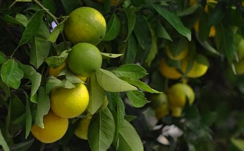 �ɰ��Ĺ�԰����