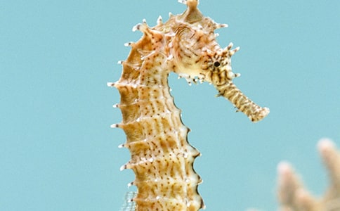 吃海马上火吗?海马的营养价值有哪些