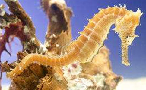 С�����Ľ���