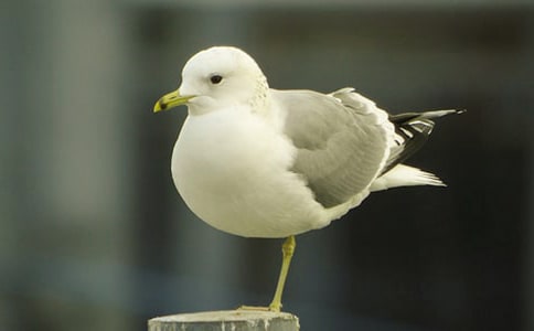 ��д��Ÿ�����ģ�ͨ��22ƪ��