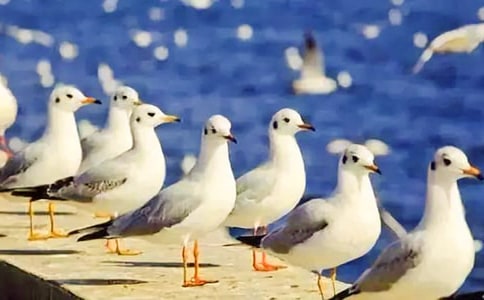 ι��Ÿ�����ģ�ͨ��32ƪ��