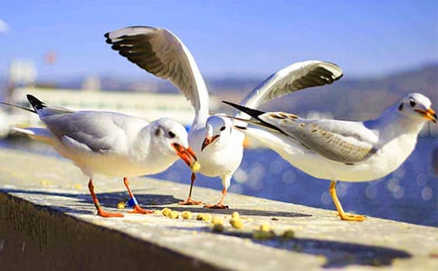 《海鸥飞处》读后感400字