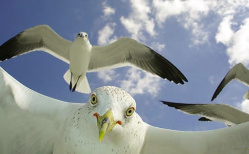 海鸥乔纳森名著读后感