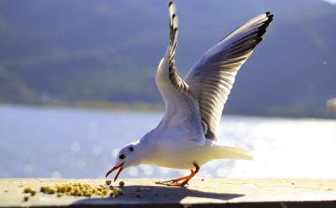 ��Ÿ�Ķ�������