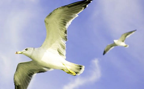 读《海鸥乔纳森》有感(10篇)