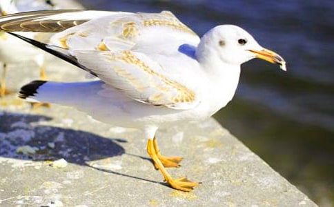 海鸥伴彩云抒情散文