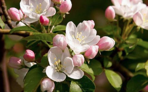 海棠作文(通用27篇)