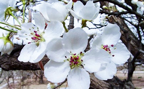 ���Ļ���