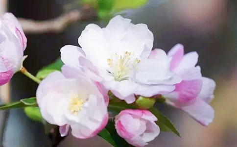 �۲캣�Ļ����ģ���ѡ11ƪ��