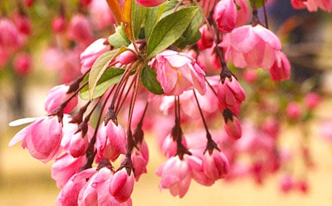 Сѧ���ĺ���