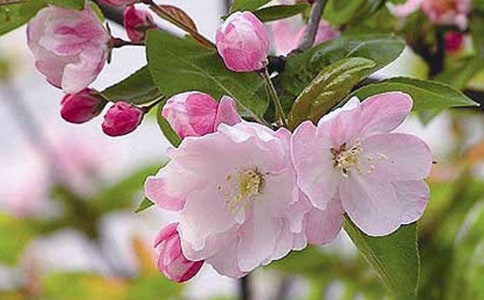 题磁岭海棠花的诗词赏析诗词