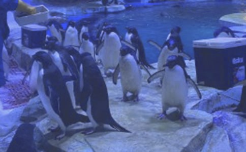 海洋公园游记作文